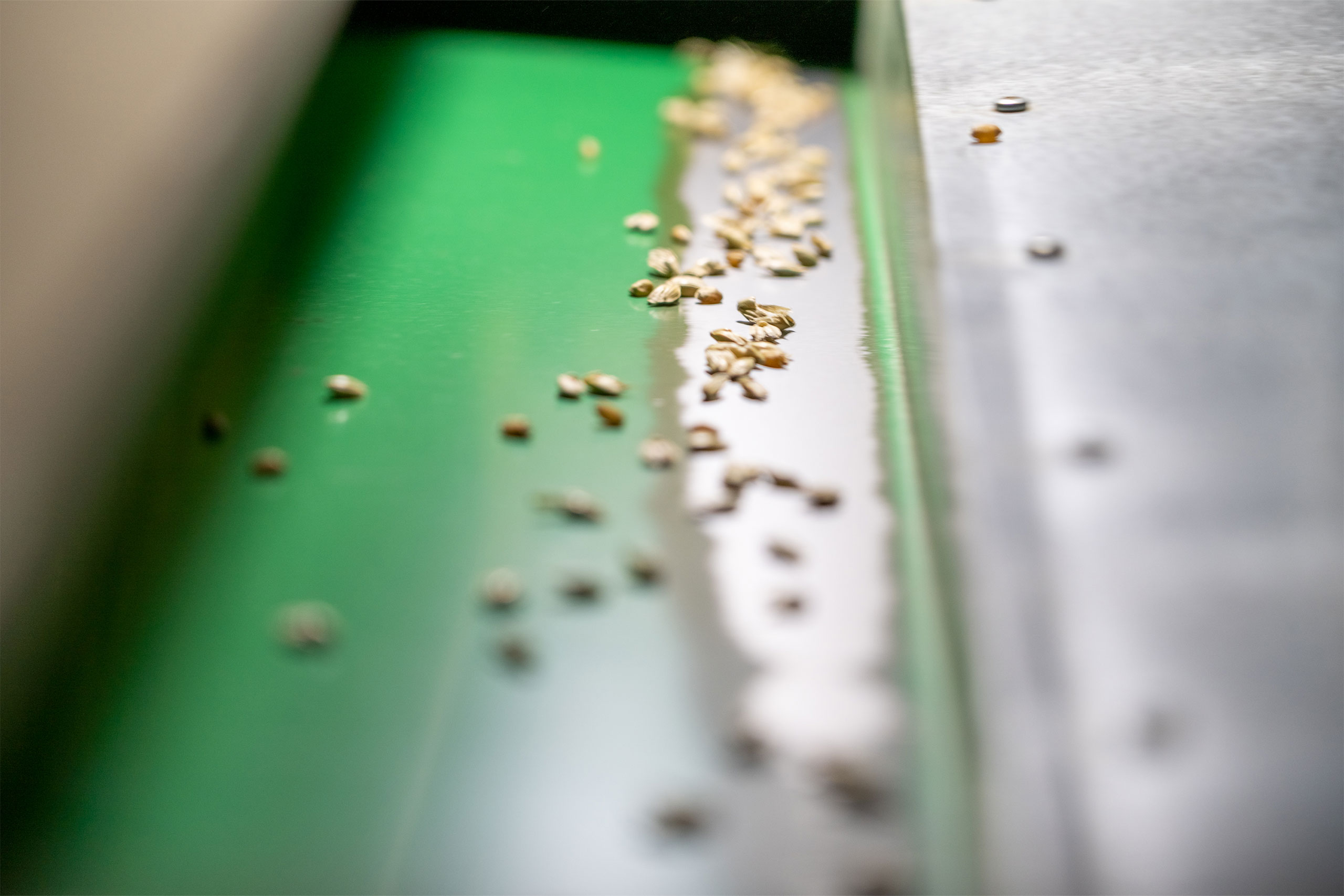 Saatgut beim Aussieben