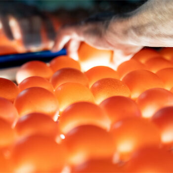 Überprüfen der Eier