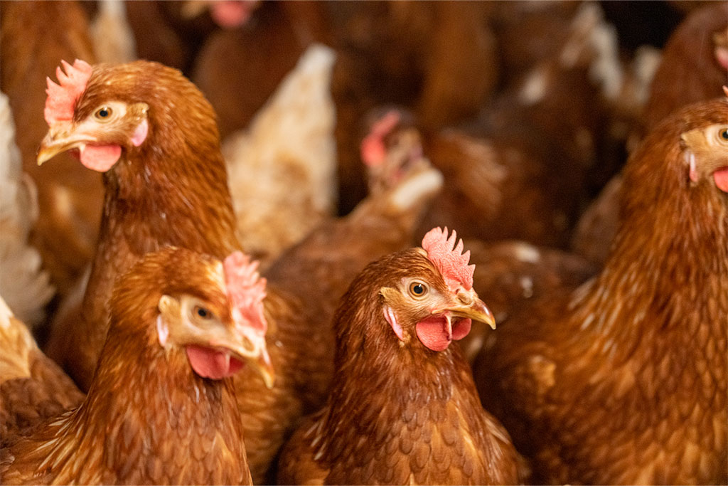 Hühner nebeneinander