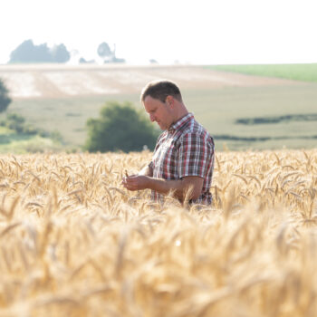 Herr Senn im Weizenfeld