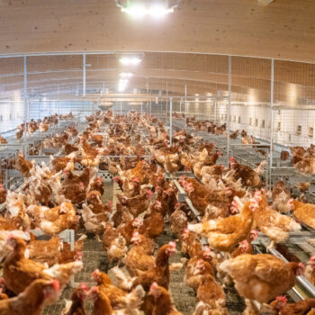 Hühner sitzend auf Stangen