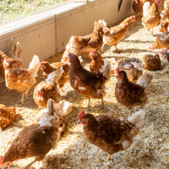 mehrere Hühner im Wintergarten