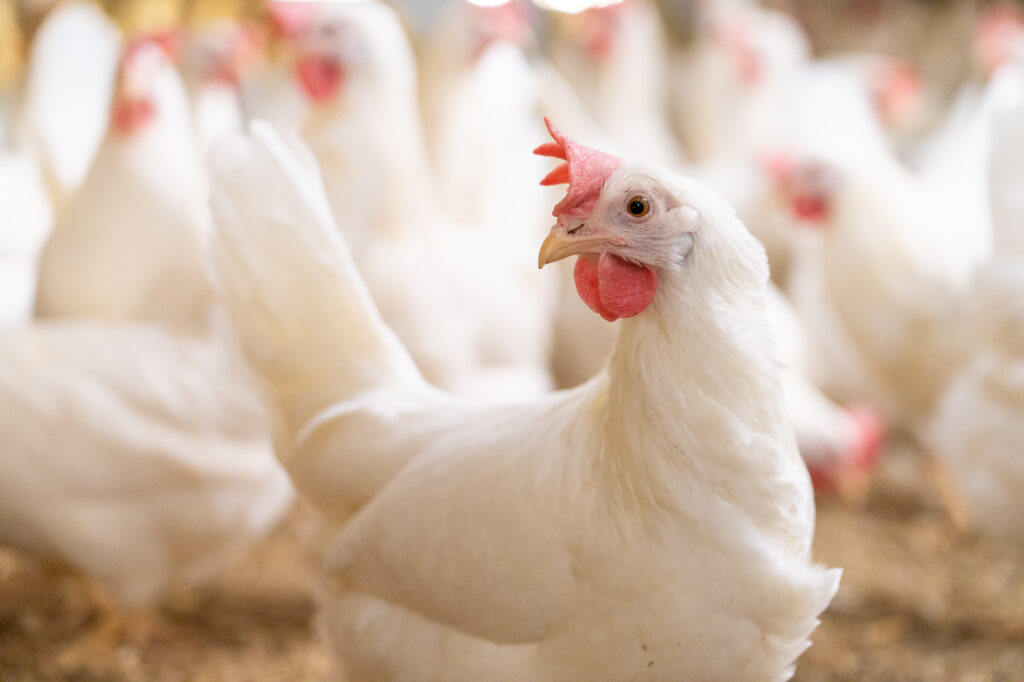 weißes Huhn schaut zur Seite und steht vor anderen weißen Hühnern