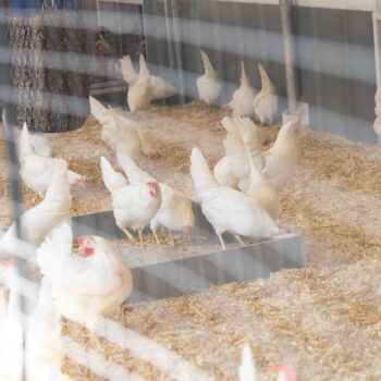 weiße Hühner scharren